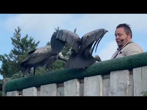 Video: Leeuwvissen. Zebra vissen. Foto, beschrijving