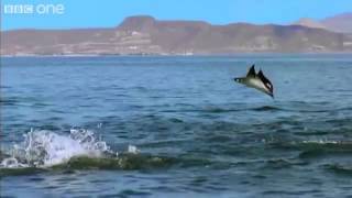 manta rays displaying supernatural powers