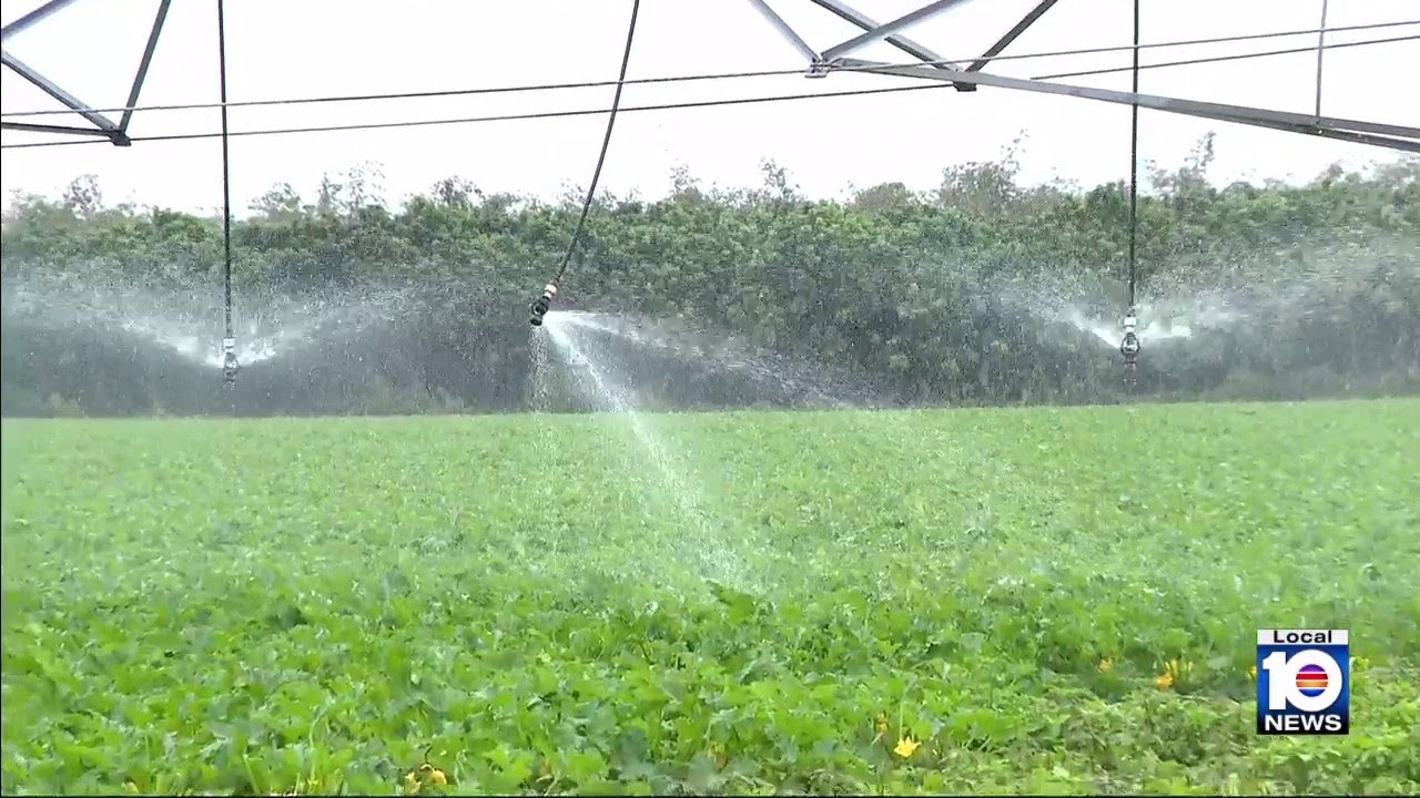 Farmers prep crops for South Florida cold snap