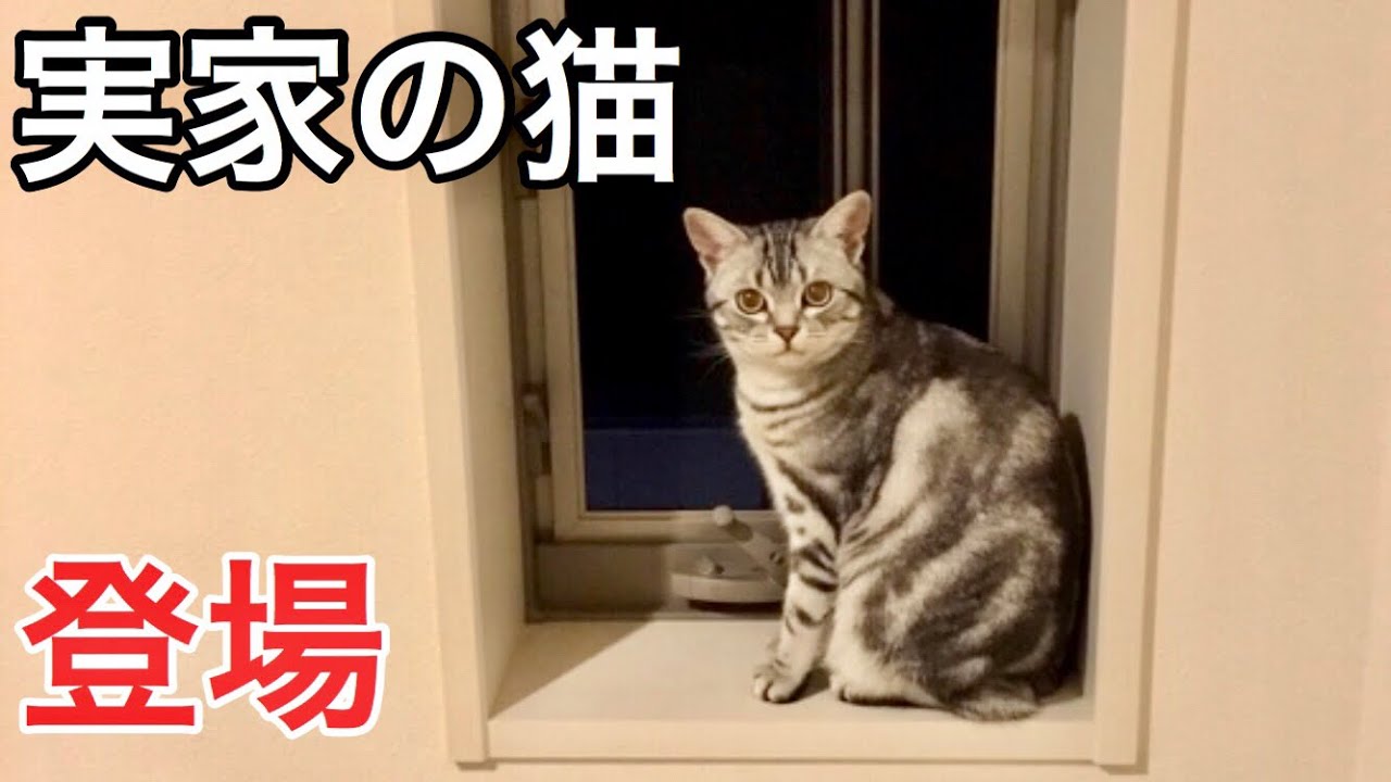 実家の猫が登場します アメリカンショートヘア Youtube 実家の猫が登場します アメリカンショートヘア Youtube