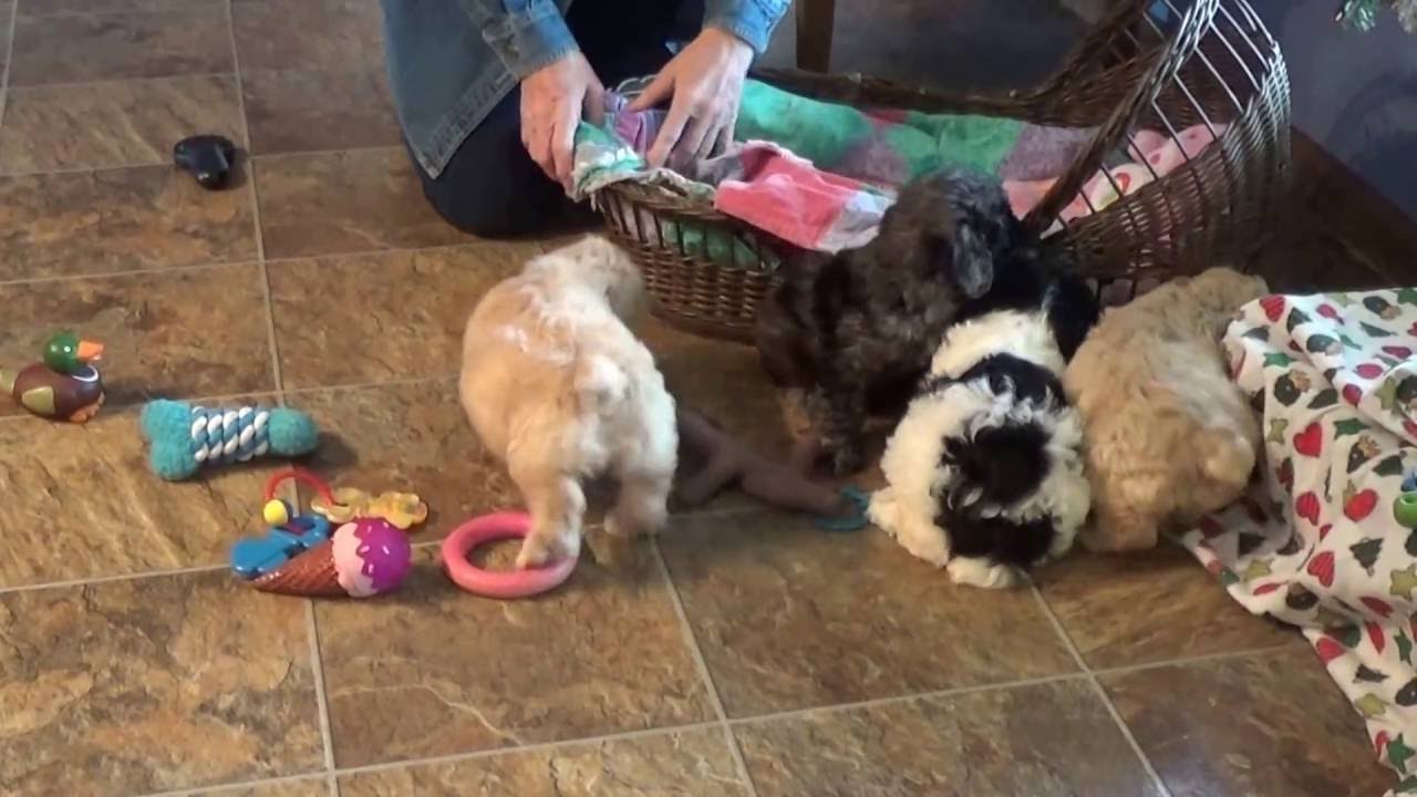 Cockapoo boys Conner, Carter and Carson ready 12-10 doodle معنى
