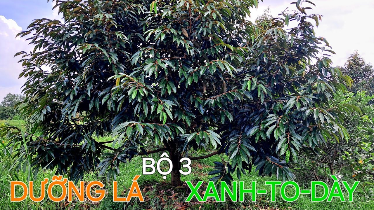 BỘ 3 DƯỠNG LÁ: XANH DÀY-BÓNG MƯỢT-TO TRẢNG LÁ & THỜI ĐIỂM PHUN @SAURIENGMIENTAY