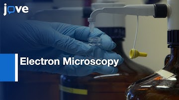 Electron Microscopy of Healthy and Injured Brain | Protocol Preview