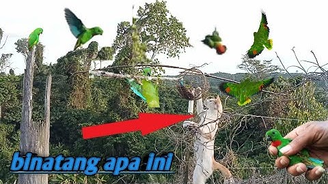 GAWAT ‼️ burung serindit nya sampai di sarang binatang ini