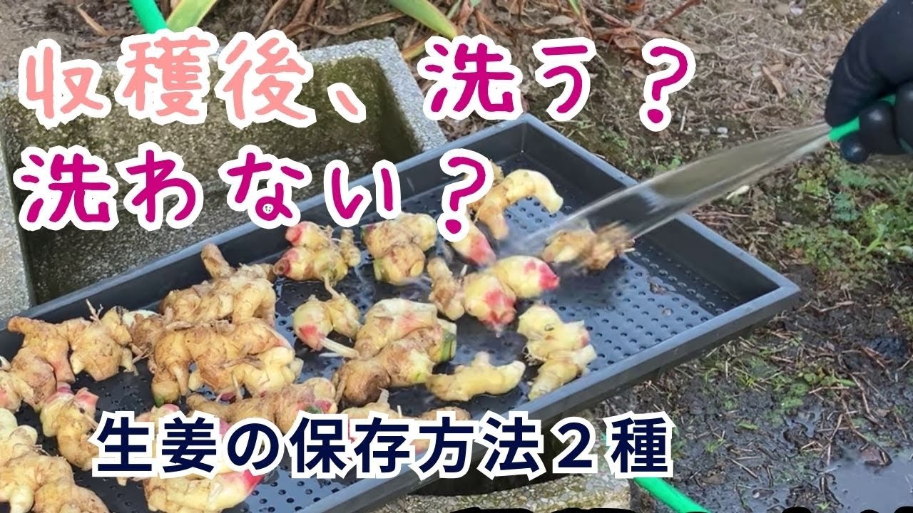 生姜の保存方法2種とその後の経過比較｜洗ってキュアリング処理をしてもみ殻で保存するか、洗わずに収穫した日にもみ殻で保存するか