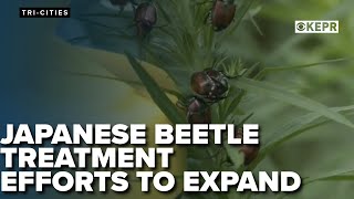 Japanese beetle treatments to expand into Kennewick for the first time