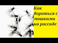 149. Как бороться с МОШКАМИ на рассаде и на комнатных растениях