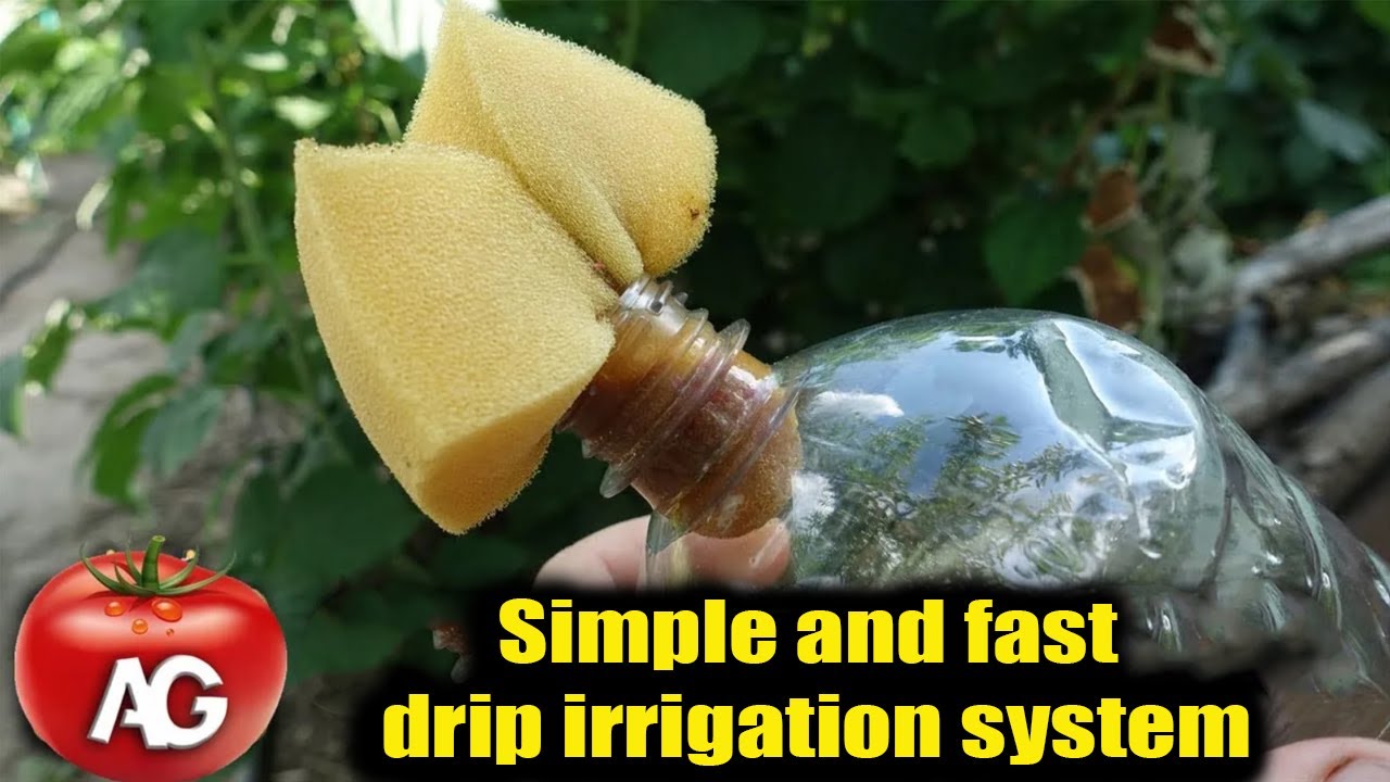 Simple and fast drip irrigation system for growing tomatoes, peppers