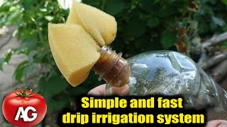 Simple and fast drip irrigation system for growing tomatoes, peppers and cucumbers