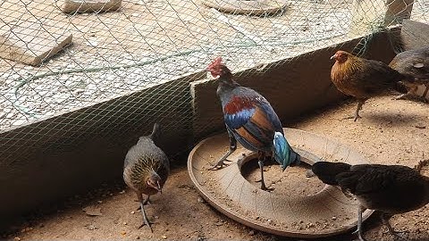 ep 09 ไก่ป่า100% เวลาถายขน coj peb lo saib kuv tu qaib qus 100%