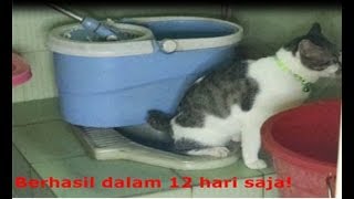 HOW TO FAST TRAIN A CAT WASTE WATER IN A WC IN 12 DAYS !!!