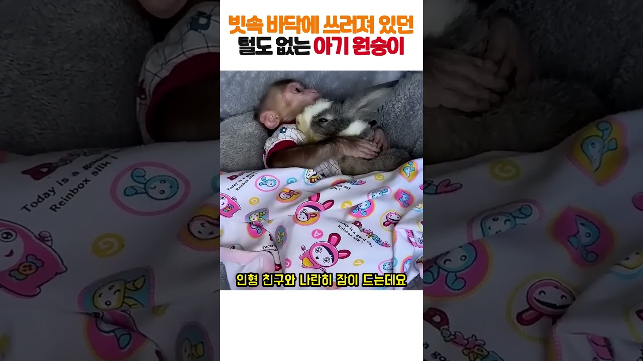 차가운 빗속에서 건져 올려 젖병 물려 키웠더니 평생 껌딱지 된 아기 원숭이 (감동 1000%) #시선강탈 #꿀잼 #알고리즘 #생명존중 #반려동물