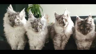 the Maine Coon kittens