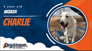 Akbash Off leash Training | Best Dog Trainer | Reno, NV