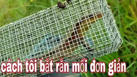 Cách tôi bắt được nhiều rắn mối /vũ heo