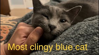 Most clingy Russian blue cat making bread on my laps. Too much love from her! by OhAlexAtHome 6,043 views 3 years ago 3 minutes, 43 seconds