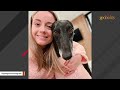 Racing greyhound refused to run. Here's what happened next.