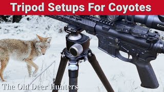 Optimizing Your Coyote Hunting: Tripod Setups for Precision Results!"