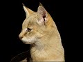 Камышовый кот Felis chaus