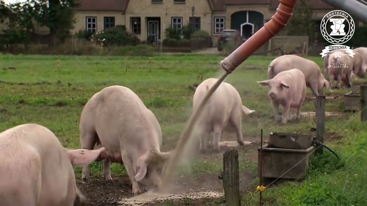 Cerdas felices y libres de jaulas / Porcicultura a campo abierto y amigable con el medio ambiente.