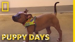 Puppy Days Youtube