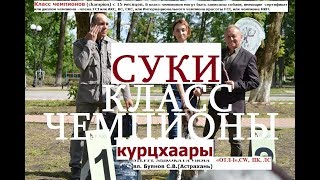 Выставка собак, СУКИ класс ЧЕМПИОНЫ, НКП курцхаар, курцхаар описание, собака породы курцхаар Выставка собак, СУКИ класс ЧЕМПИОНЫ, НКП курцхаар, курцхаар описание, собака породы курцхаар