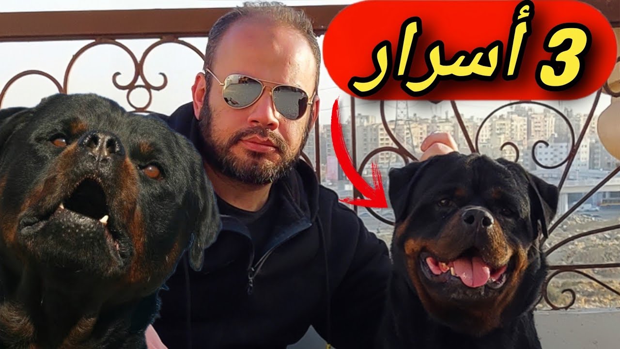 روت وايلر - سر الولاء والقوة في رفيق واحد - الروت وايلر..ولماذا يجب ...