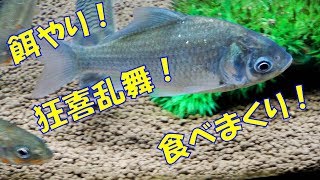 【給餌】日淡に「川魚のエサ」「ランチュウベビーゴールドS小粒」を与える　Feeding Japanese small fish various foods.