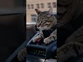 Cat Flies Delivery Drone Over City Like a Pro! 🐱🚁
