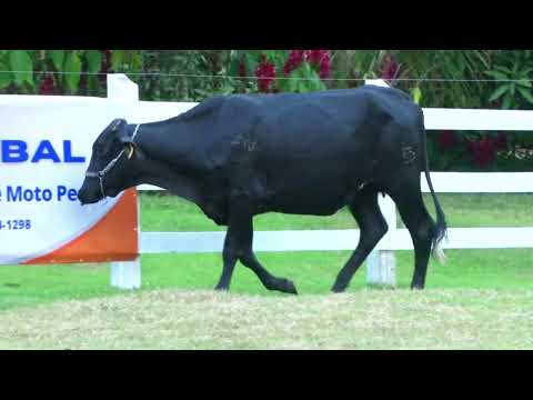 LOTE 58   FAZENDA SÃO DOMINGOS   661