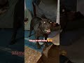 itna gussa 😡 mujhse #dogloyalty #labrador #cutedog #cutenessoverload #trending #viral #shorts #love
