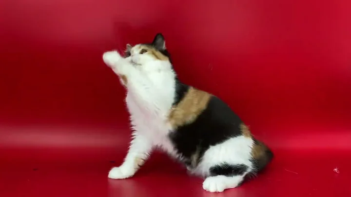 Watch the video about Alyena Exotic Shorthair Calico female Kitten of Majestymeow