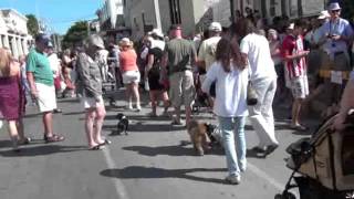 Key West Dachshund Walk 2011