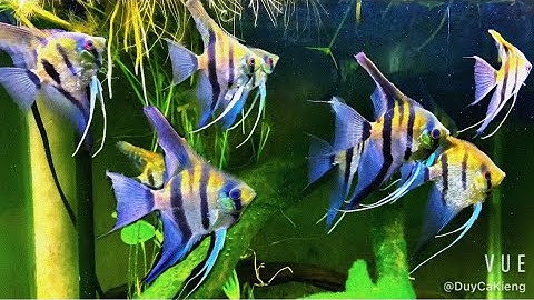 Cá Thần Tiên ( Ông Tiên ) - Angel Fish -Rất Dễ Nuôi nếu biết chăm sóc ..!