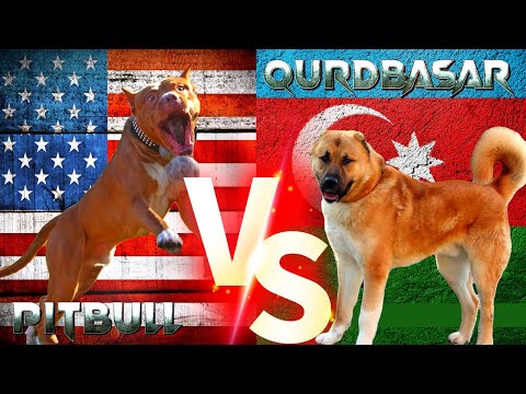 Pitbull Vs Qurdbasar ( Kurtbasar Gurdbasar ) Köpekleri İti #qurdbasar #pitbull #köpek