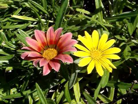 FLOWERS IN THE HOT SUMMER