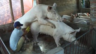 Pig Mating in Funny moment, Best Boar Vs Good SOW ★ Dusama Farms! #147