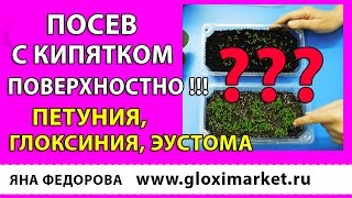 🌱ПОСЕВ С КИПЯТКОМ ПОВЕРХНОСТНО !!!  🌱 ПЕТУНИЯ, ГЛОКСИНИЯ, ЭУСТОМА ! (КАК СЕЯТЬ МЕЛКИЕ СЕМЕНА ) .