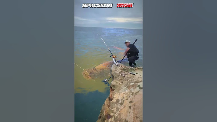 CRAZY FISHING! CATCHING SUPER BIG CATFISH
