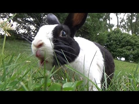 How to boost your rabbit's self confidence!