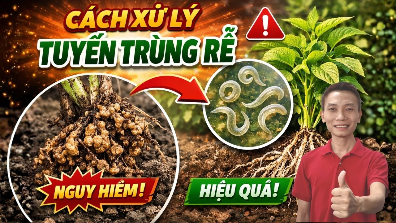 Cách Xử Lý Tuyến Trùng Rễ Gây Hại Cho Cây Trồng | Web Nhà Quê