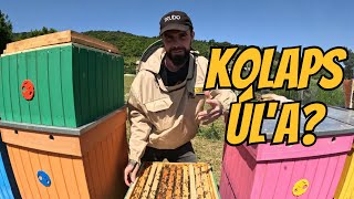 Zachránime túto včeliu rodinu alebo je neskoro?