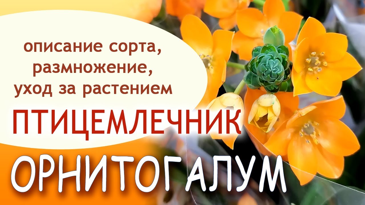 ОРНИТОГАЛУМ - YouTube