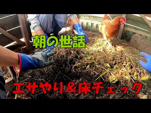 【エサ・床チェック】ニワトリ朝の世話、解説続き【224】