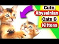 Abyssinian Cats - Are Abyssinian cats cuddly? の動画、YouTube動画。