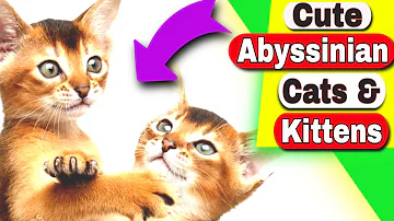 Are Abyssinian cats lap cats?