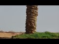 ألم تر كيف ضرب الله مثلا كلمة طيبة كشجرة طيبة أصلها ثابت وفرعها في السماء للشيخ ياسر الدوسري mp3