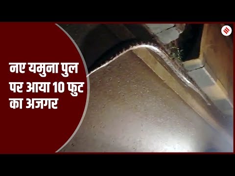 नए यमुना पुल पर आया 10 फुट का अजगर, कड़ी मशक्कत के बाद बाहर निकाला गया