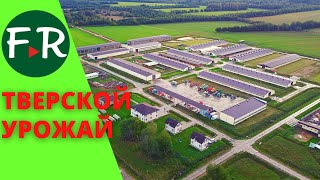 видео: Суффолк, Ост-фризские, Романовские овцы. Зааненские, Альпийские, Тоггенбургские козы Тверской Урожай картинка: Суффолк, Ост-фризские, Романовские овцы. Зааненские, Альпийские, Тоггенбургские козы Тверской Урожай