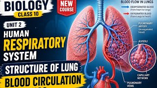 10th bio unit 2 structure of lung blood circulation #biology #viral #knowledge #audience #world 